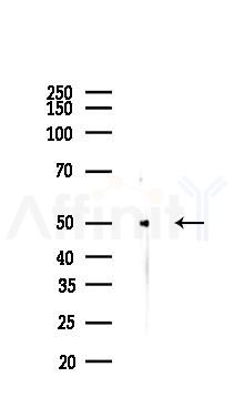 PPAR  alpha Antibody - Western blot analysis of lysates from Rat heart, using PPAR  alpha Antibody at 1/1000 dilution.