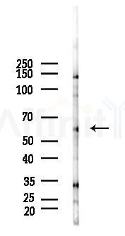 GORASP2 Antibody - Western blot analysis of lysates from Rat testis, using GORASP2 Antibody at 1/1000 dilution.