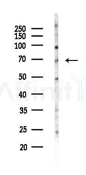 MMP2 Antibody - Western blot analysis of lysates from Mouse testis, using MMP2 Antibody at 1/1000 dilution.