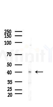 CD40 Antibody - Western blot analysis of lysates from Rat testis, using CD40 Antibody at 1/1000 dilution.