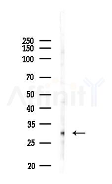 FRA2 Antibody - Western blot analysis of lysates from PC12 cells(LPS 4h treatment), using FRA2 Antibody at 1/1000 dilution.