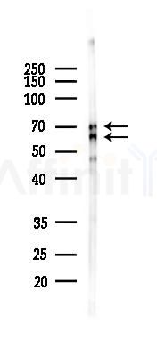 GRP78 Antibody - Western blot analysis of lysates from Mouse liver, using GRP78 Antibody at 1/1000 dilution.