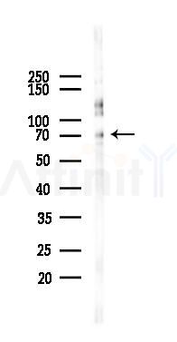 GRP78 Antibody - Western blot analysis of lysates from Mouse testis, using GRP78 Antibody at 1/1000 dilution.