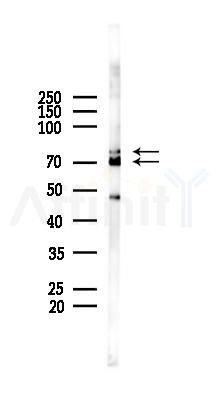 GRP78 Antibody - Western blot analysis of lysates from A2780 cells(LPS 4h treatment), using GRP78 Antibody at 1/1000 dilution.