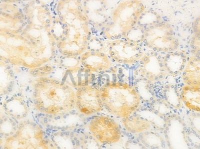 Glut 4 Antibody - AF5386 at 1/100 staining human normal kidney tissue by IHC-P.