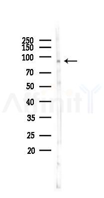 PGC1 Antibody - Western blot analysis of lysates from Mouse testis, using PGC1 alpha Antibody at 1/1000 dilution.