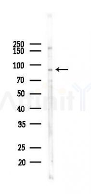 PGC1 Antibody - Western blot analysis of lysates from 293 cells(heat-shock 45min treatment), using PGC1 alpha Antibody at 1/1000 dilution.