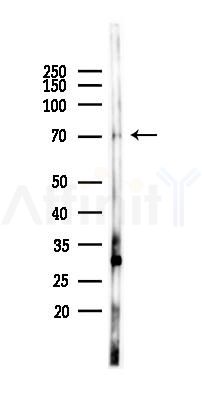 PGC1 Antibody - Western blot analysis of lysates from Mouse brain, using PGC1 alpha Antibody at 1/1000 dilution.