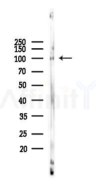 PGC1 Antibody - Western blot analysis of lysates from Mouse testis, using PGC1 alpha Antibody at 1/1000 dilution.