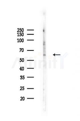 LCK Antibody - Western blot analysis of lysates from RAW264.