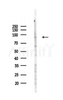 ATRIP Antibody - Western blot analysis of lysates from RAW264.