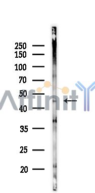 Caspase 1 Antibody - Western blot analysis of extracts from HUVEC(starvation 24h), using Caspase 1 Antibody.