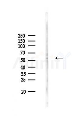 GLUT1 Antibody - Western blot analysis of lysates from Rat testis, using GLUT1 Antibody at 1/1000 dilution.