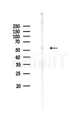 GLUT1 Antibody - Western blot analysis of lysates from RAW264.