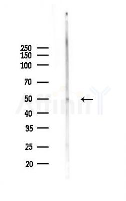 Chk1 Antibody - Western blot analysis of lysates from RAW264.