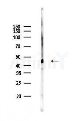 Aurora A Antibody - Western blot analysis of lysates from Mouse brain, using Aurora A Antibody at 1/1000 dilution.