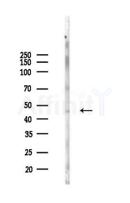 Aurora A Antibody - Western blot analysis of lysates from RAW264.