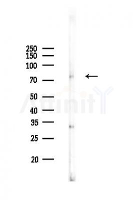 Dab1 Antibody - Western blot analysis of lysates from Mouse brain, using Dab1 Antibody at 1/1000 dilution.