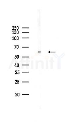 c-Myc Antibody - Western blot analysis of lysates from Mouse brain, using c-Myc Antibody at 1/1000 dilution.
