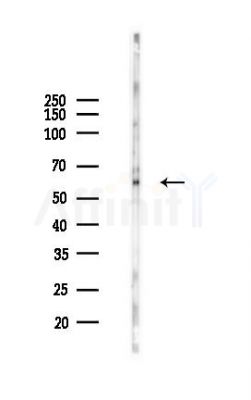 c-Myc Antibody - Western blot analysis of lysates from RAW264.