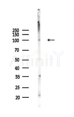 Integrin beta3 Antibody - Western blot analysis of lysates from RAW264.