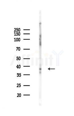 c-Jun Antibody - Western blot analysis of lysates from RAW264.