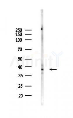 c-Jun Antibody - Western blot analysis of lysates from RAW264.
