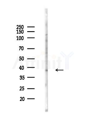 c-Jun Antibody - Western blot analysis of lysates from HUVEC cells(heat-shock 45min treatment), using c-Jun Antibody at 1/1000 dilution.