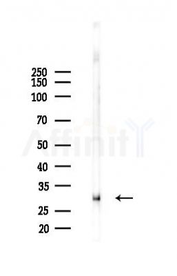 CDK1/CDC2 Antibody - Western blot analysis of lysates from 293 cells(starvation 24h treatment), using CDK1/CDC2 Antibody at 1/1000 dilution.