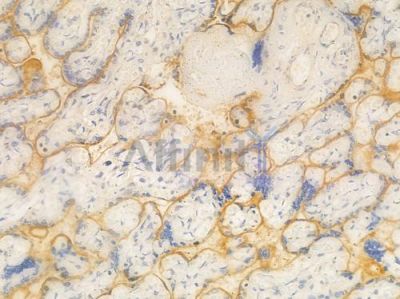 eIF4E Antibody - AF6110 at 1/100 staining human normal placenta tissue by IHC-P.