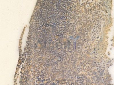 Bcl-2 Antibody - AF6138 at 1/100 staining human normal tonsil tissue by IHC-P.