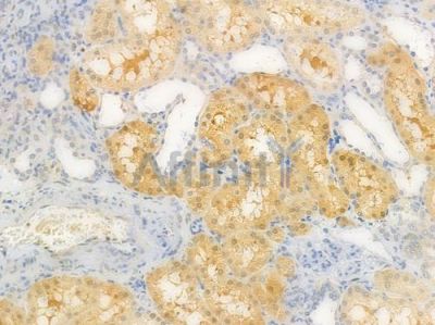 ATF2 Antibody - AF6178 at 1/100 staining human normal kidney tissue by IHC-P.