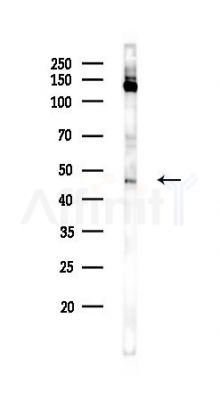JunB Antibody - Western blot analysis of lysates from HUVEC cells(LPS 4h treatment), using JunB Antibody at 1/1000 dilution.