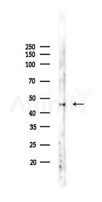 JunB Antibody - Western blot analysis of lysates from A2780 cells(LPS 4h treatment), using JunB Antibody at 1/1000 dilution.