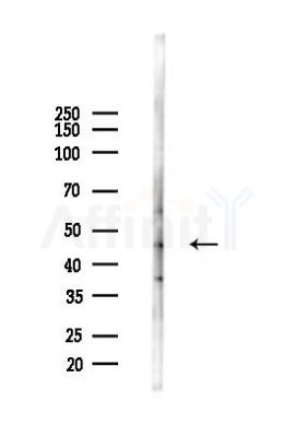 PTP1B Antibody - Western blot analysis of lysates from 293 cells(starvation 24h treatment), using PTP1B Antibody at 1/1000 dilution.