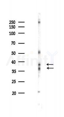 ATF1 Antibody - Western blot analysis of lysates from HUVEC cells(LPS 4h treatment), using ATF1 Antibody at 1/1000 dilution.
