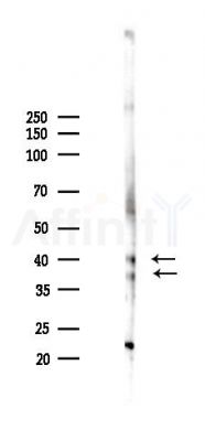 ATF1 Antibody - Western blot analysis of lysates from A2780 cells(LPS 4h treatment), using ATF1 Antibody at 1/1000 dilution.