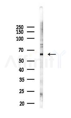 pan-AKT1/2/3 Antibody - Western blot analysis of lysates from PC12 cells(LPS 4h treatment), using pan-AKT1/2/3 Antibody at 1/1000 dilution.