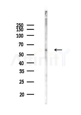 AKT2 Antibody - Western blot analysis of lysates from Rat brain, using AKT2 Antibody at 1/1000 dilution.