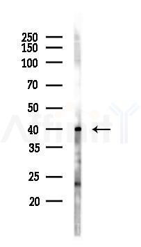 MKK3 Antibody - Western blot analysis of lysates from HUVEC cells(starvation 24h treatment), using MKK3 Antibody at 1/1000 dilution.