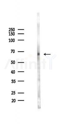 YAP Antibody - Western blot analysis of lysates from Mouse testis, using YAP Antibody at 1/1000 dilution.