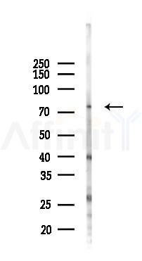 PKC delta Antibody - Western blot analysis of lysates from HUVEC cells(starvation 24h treatment), using PKC delta Antibody at 1/1000 dilution.