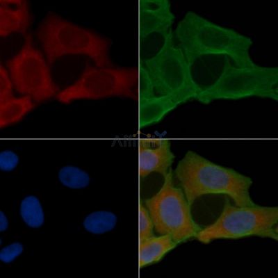 CRMP2 Antibody - AF6459 staining Hela cells(24h of starvation treatment) by IF/ICC.