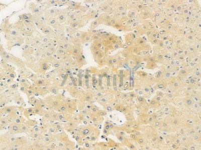 OTUB1 Antibody - AF6558 at 1/100 staining human normal liver tissue by IHC-P.