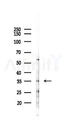 TMEM173/STING Antibody - Western blot analysis of lysates from Mouse brain, using TMEM173/STING Antibody at 1/1000 dilution.
