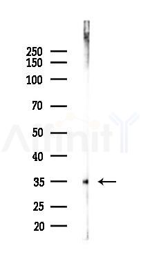 MCL1 Antibody - Western blot analysis of lysates from HUVEC cells(LPS 4h treatment), using MCL1 Antibody at 1/1000 dilution.