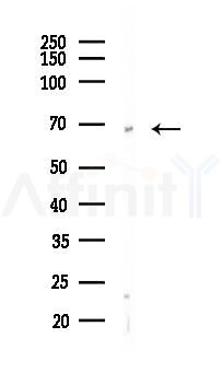 MEF2C Antibody - Western blot analysis of lysates from RAW264.