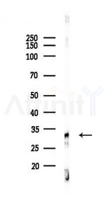 RPS6 Antibody - Western blot analysis of lysates from RAW264.