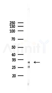 RPS6 Antibody - Western blot analysis of lysates from Mouse brain, using RPS6 Antibody at 1/1000 dilution.