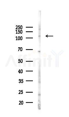 MYPT1 Antibody - Western blot analysis of lysates from RAW264.